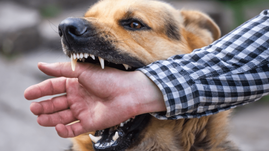 rabies dari hewan peliharaan